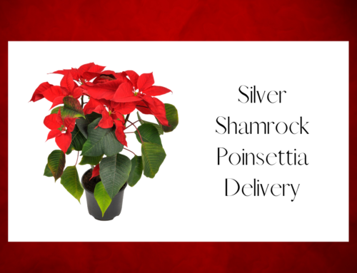 Silver Shamrock Poinsettia Delivery